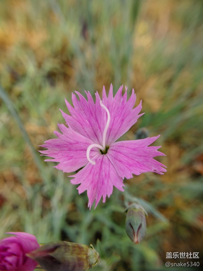 【廣州的花花們】+ 無(wú)名小花