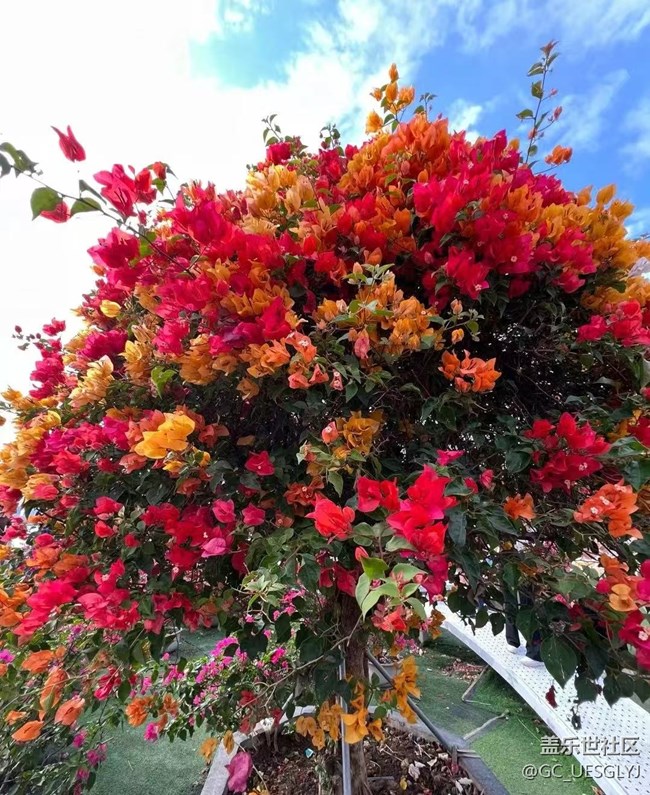 【春花浪漫】+花影間，邂逅浪漫