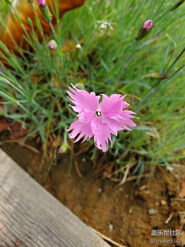 【廣州的花花們】+ 無(wú)名小花