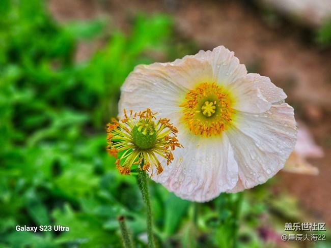 【春花浪漫】+虞美人