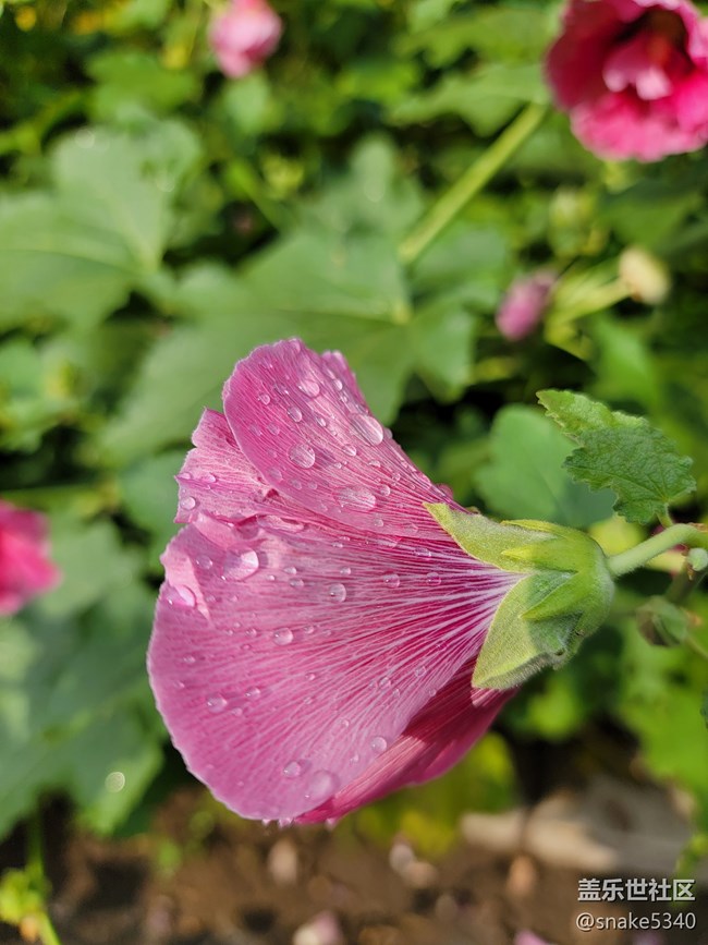 【廣州的花花們】+ 一些小花