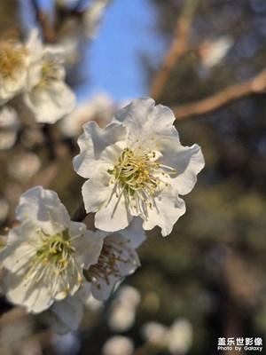 【煦色韶光】+花開枝頭