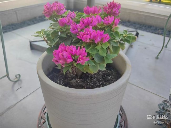 【春花浪漫】+與花相伴，邂逅美好