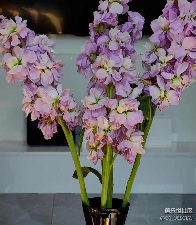 【廣州的花花們】+家中花草，詩意小景