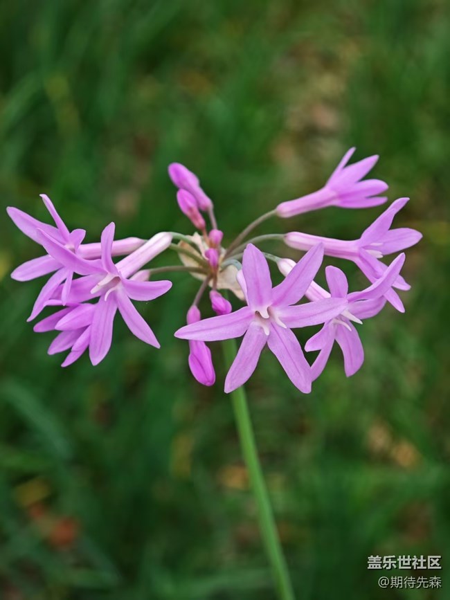 【廣州的花花們】微距花草