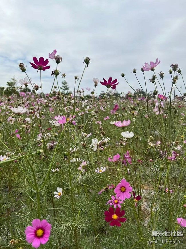 【春花浪漫】+花影間，邂逅浪漫