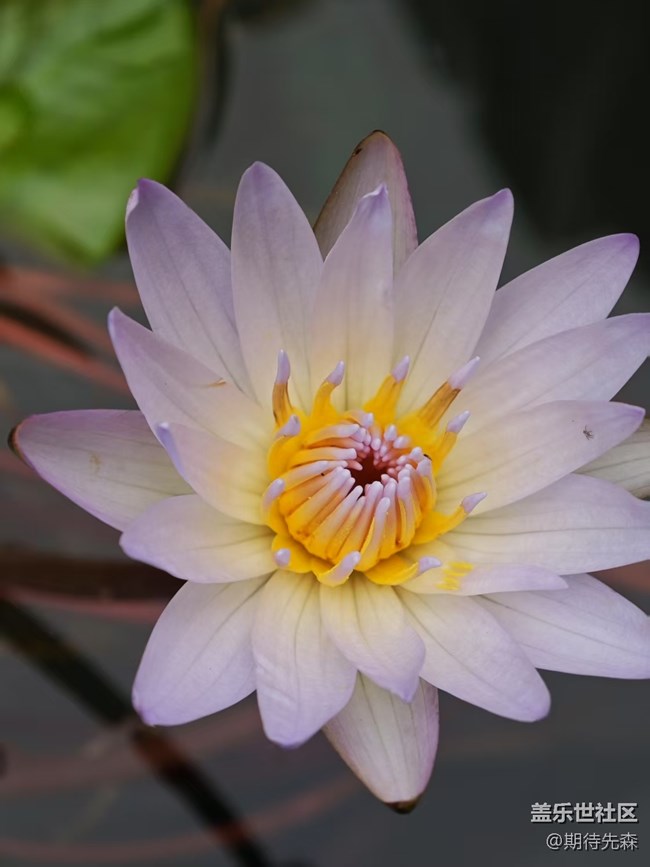 【廣州的花花們】微距花草