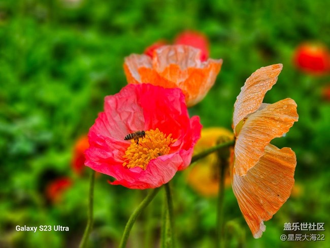 【春花浪漫】+虞美人