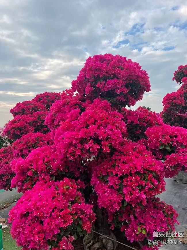 【春花浪漫】+花影間，邂逅浪漫