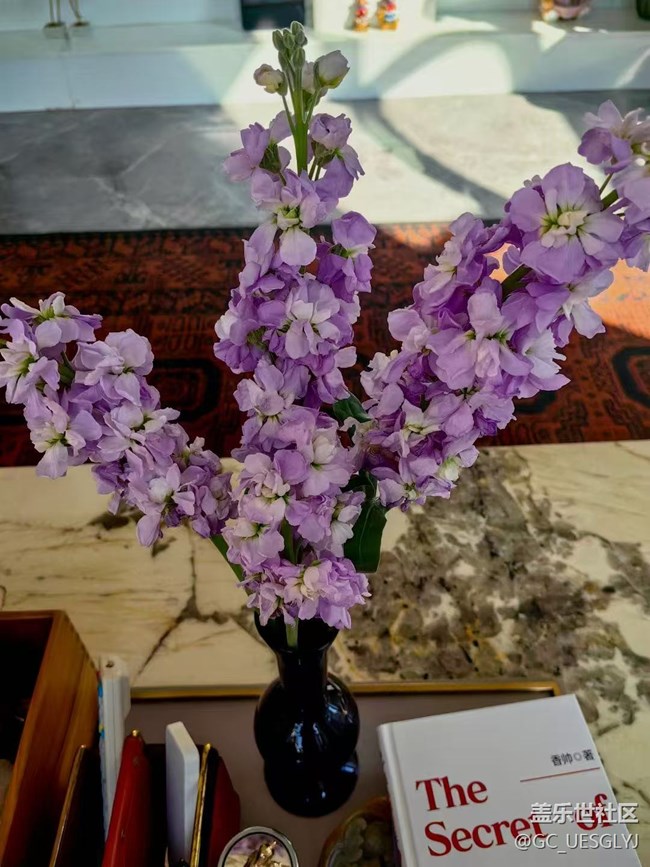 【廣州的花花們】+家中花草，詩意小景