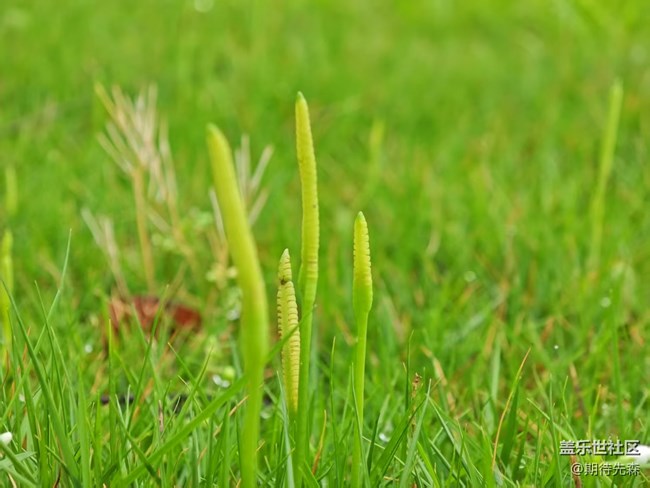 【廣州的花花們】微距花草