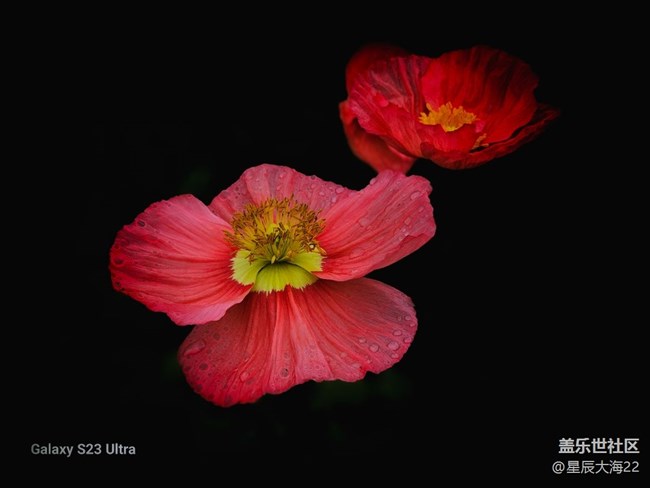 【春花浪漫】+虞美人