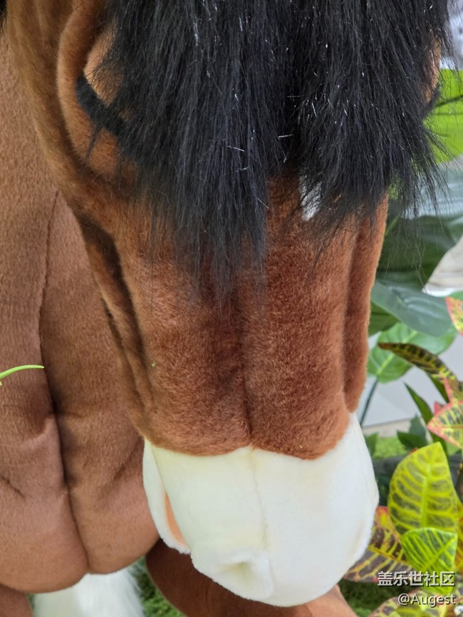 【愛在25】動物