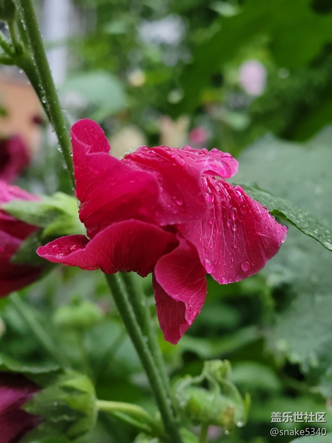 【廣州的花花們】+ 一些小花