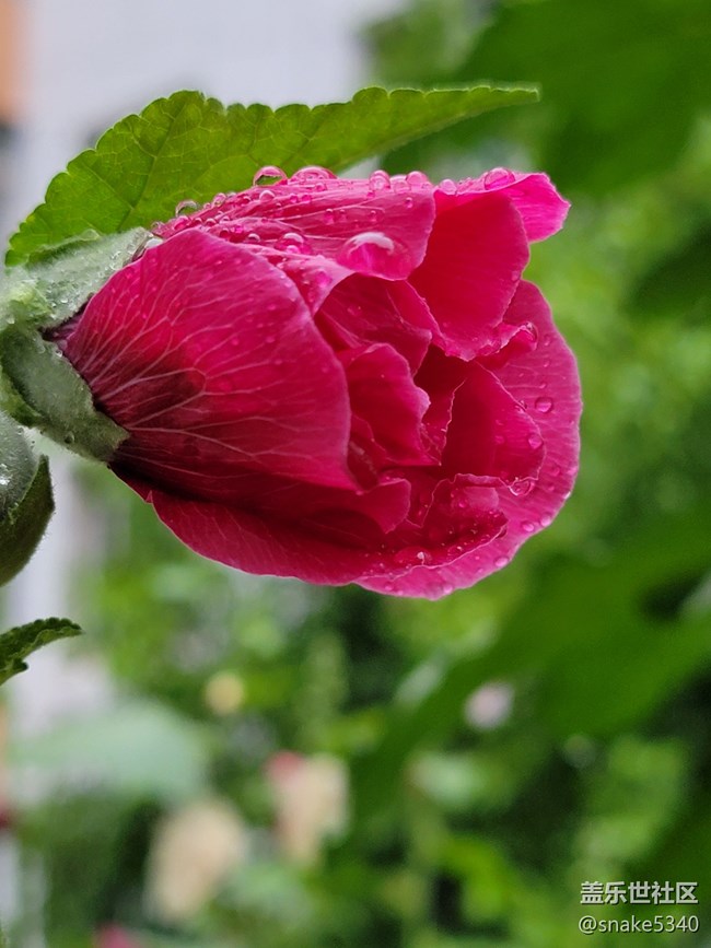 【廣州的花花們】+ 一些小花