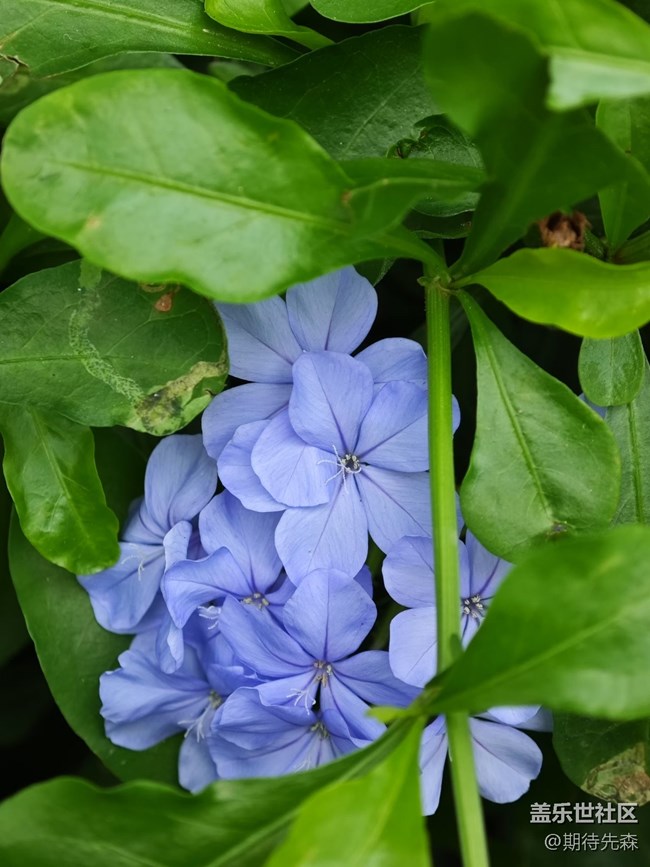 【廣州的花花們】微距花草
