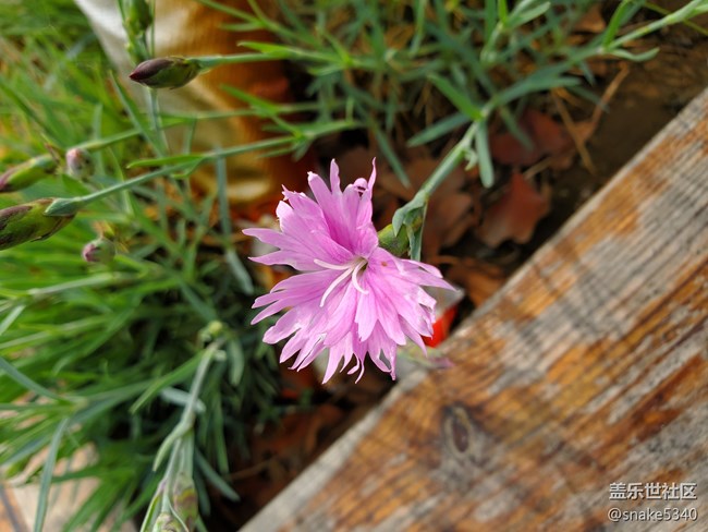 【廣州的花花們】+ 無(wú)名小花