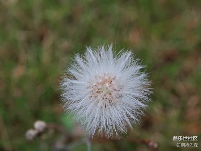 【廣州的花花們】微距花草