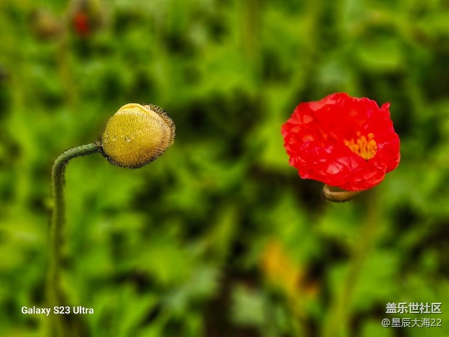 【春花浪漫】+虞美人