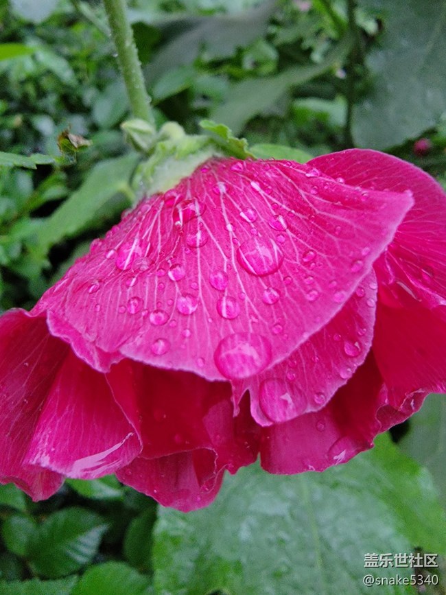 【廣州的花花們】+ 一些小花