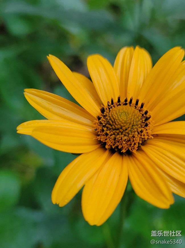 【廣州的花花們】+ 一些小花