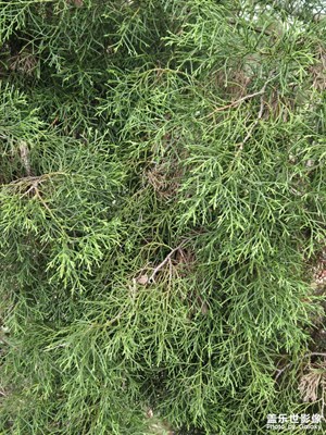 【煦色韶光】+陽(yáng)光與植物