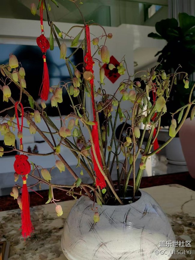 【廣州的花花們】+家中花草，詩意小景