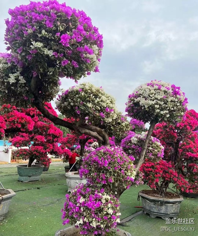 【春花浪漫】+花影間，邂逅浪漫