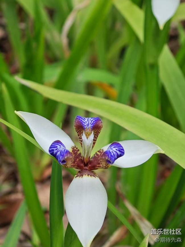 【廣州的花花們】微距花草