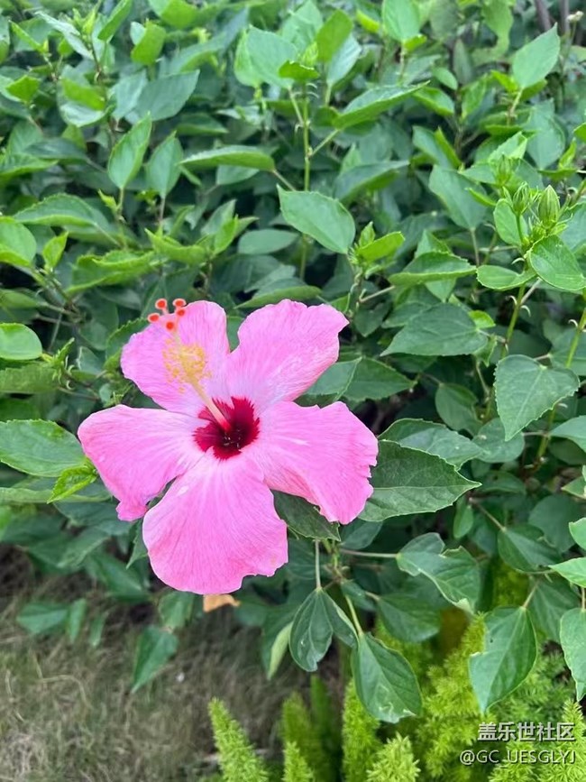 【春花浪漫】+花影間，邂逅浪漫