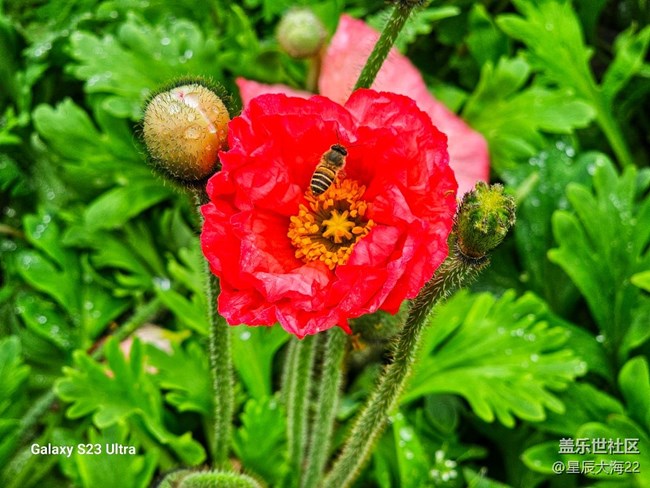 【春花浪漫】+虞美人