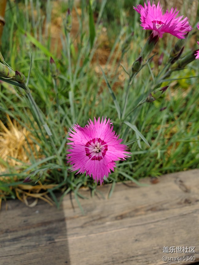 【廣州的花花們】+ 無(wú)名小花