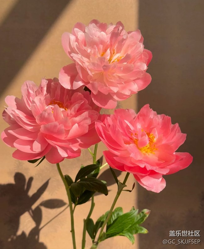 【廣州的花花們】花影搖曳,邂逅美好 【廣州的花花們】花影搖曳,邂逅美好