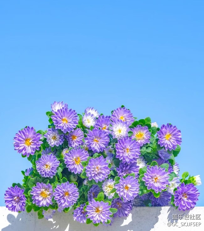 【春花浪漫】花影藍(lán)天，共繪詩(shī)意