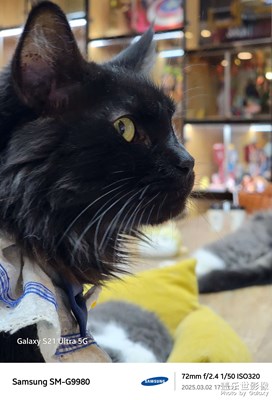 【光耀生活】貓咖的下午