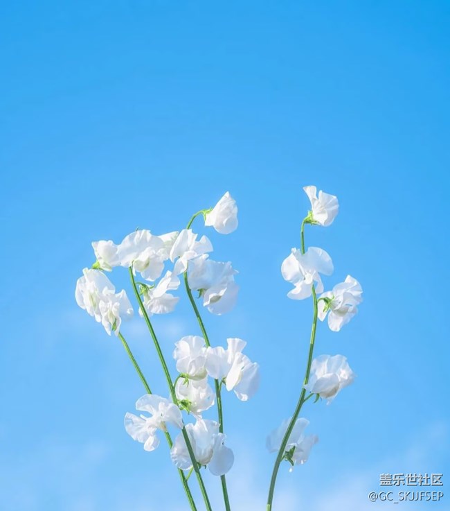 【春花浪漫】花影藍(lán)天，共繪詩(shī)意