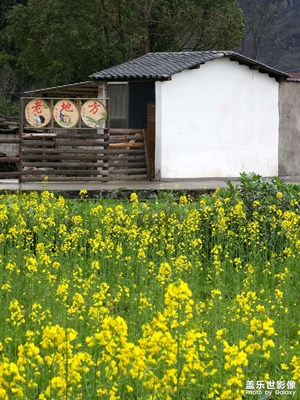 【光耀生活】來吧，去郊外賞春