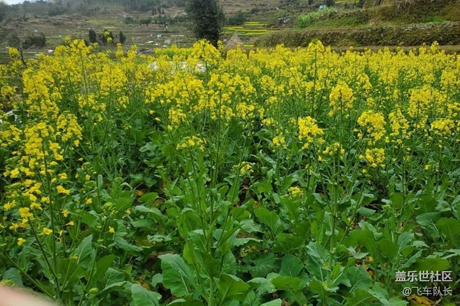 【廣州的花花們】田園花開