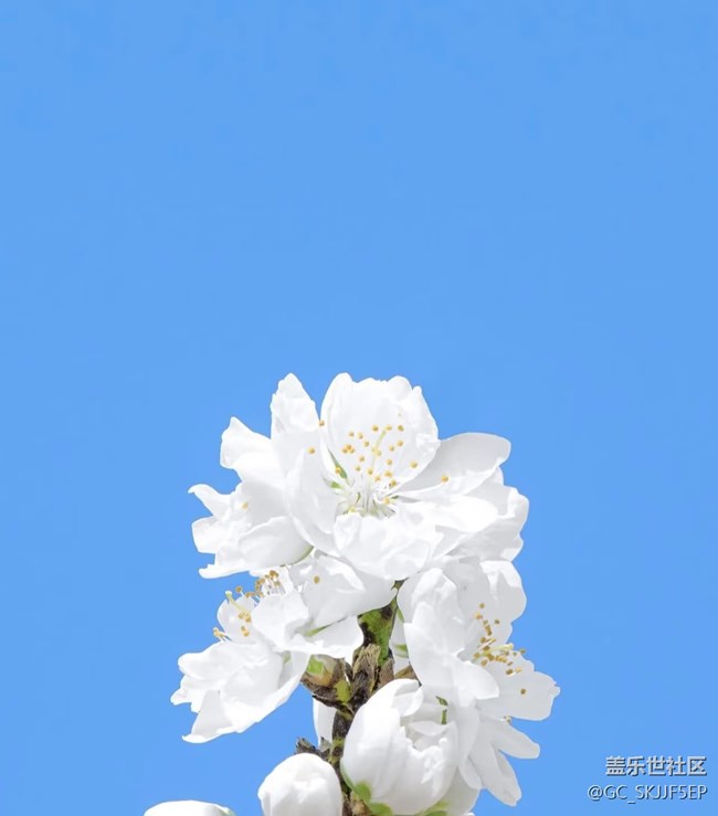 【春花浪漫】春日花事，邂逅浪漫