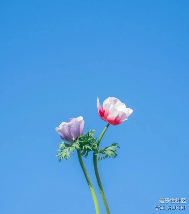 【春花浪漫】花影藍(lán)天，共繪詩(shī)意