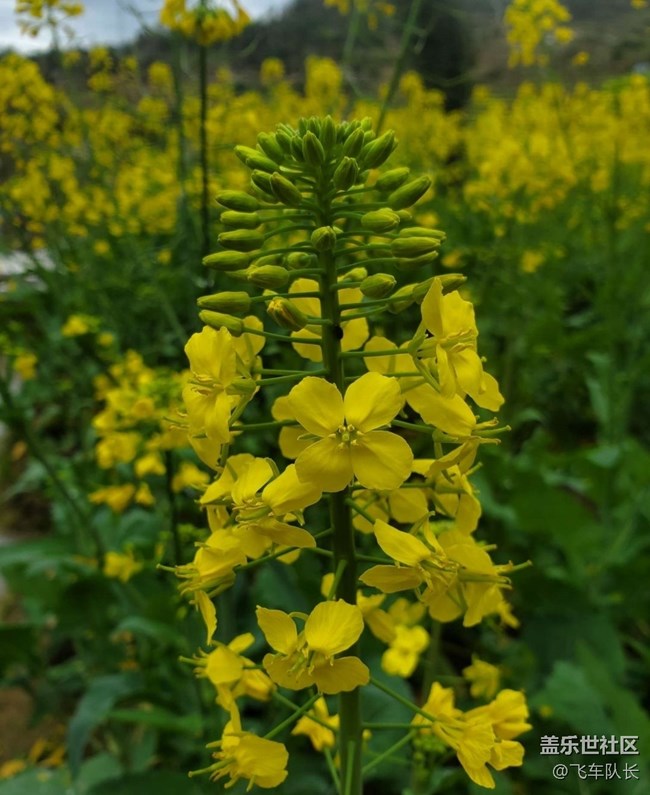 【廣州的花花們】田園花開
