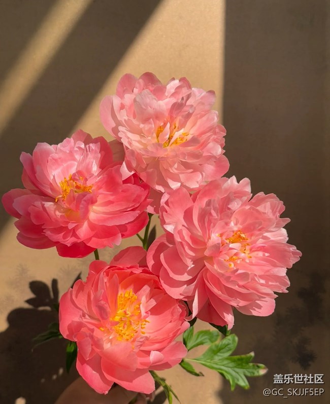 【廣州的花花們】花影搖曳,邂逅美好 【廣州的花花們】花影搖曳,邂逅美好