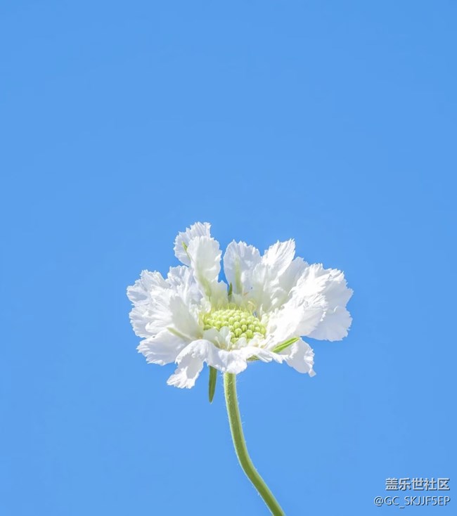 【春花浪漫】花影藍(lán)天，共繪詩(shī)意