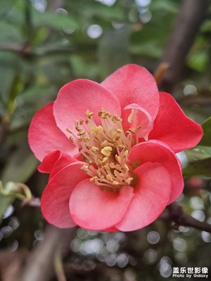 【光耀生活】紅梅