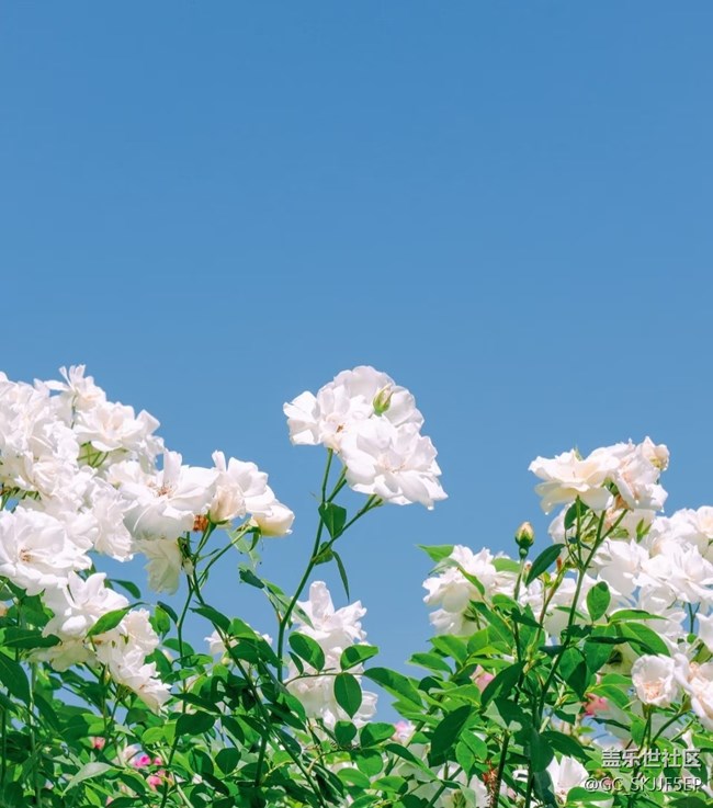 【春花浪漫】春日花事，邂逅浪漫