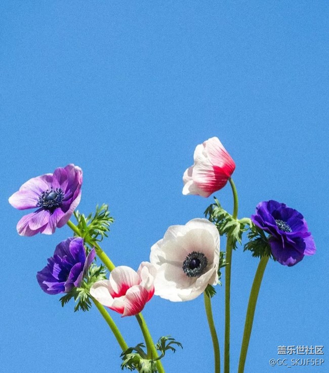 【春花浪漫】春日花事，邂逅浪漫