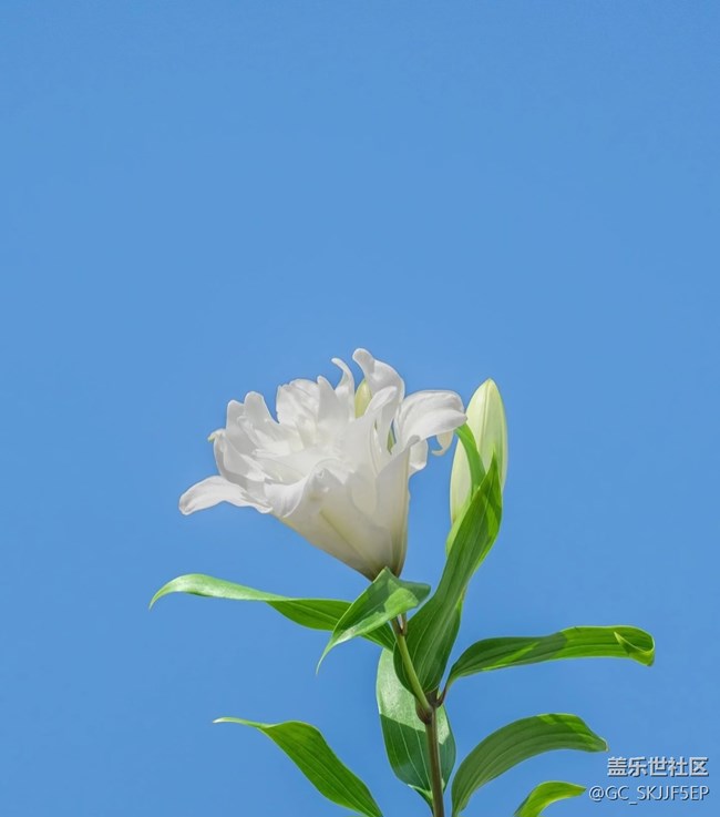 【春花浪漫】花影藍(lán)天，共繪詩(shī)意