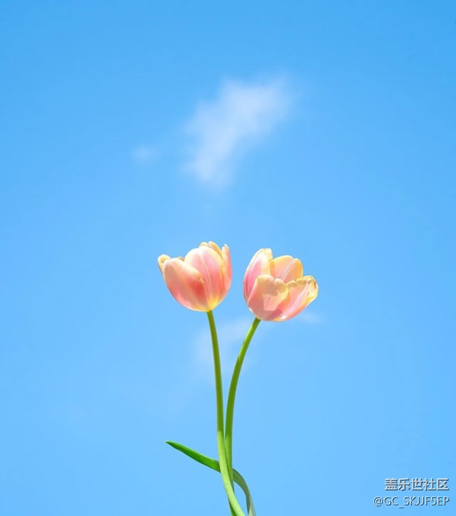 【春花浪漫】春日花事，邂逅浪漫