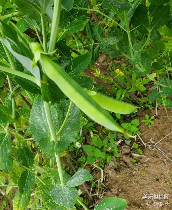 【廣州的花花們】田園花開