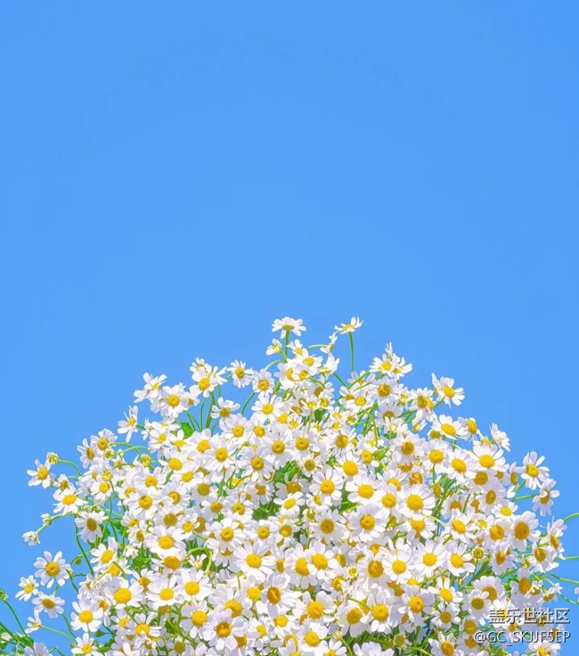 【春花浪漫】花影藍(lán)天，共繪詩(shī)意